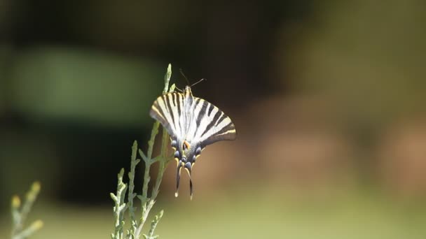 Jätte swallowtail butterfly över gröna blured bakgrund — Stockvideo