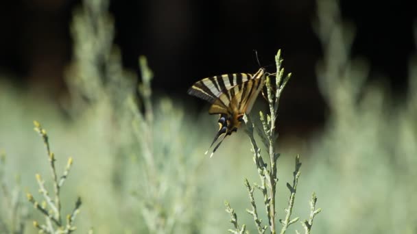 Giant Swallowtail Butterfly sobre fondo borroso verde — Vídeo de stock