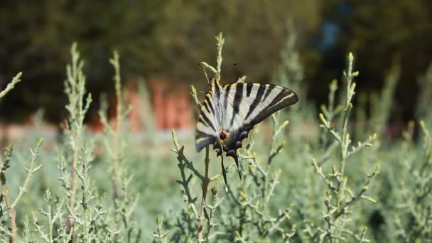 Гігантські Swallowtail метелик над зеленим blured фон — стокове відео