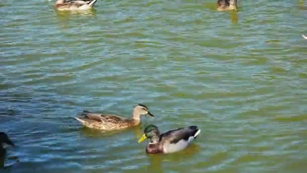 Mallard ducks on the lake — Stock Video