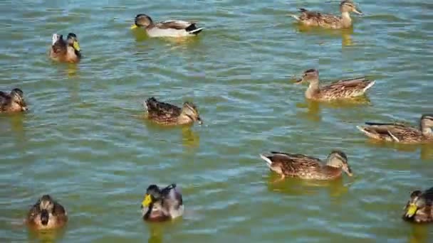Divoké kachny na jezeře — Stock video