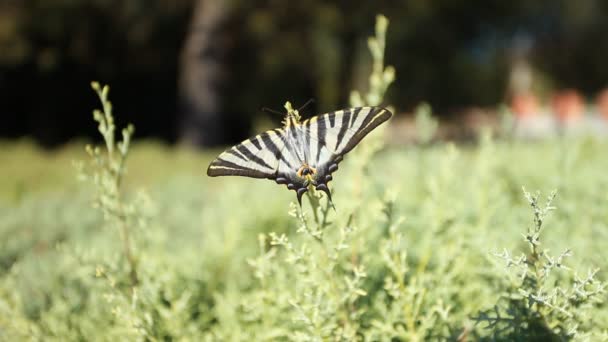 巨燕尾蝴蝶在绿色 blured 背景 — 图库视频影像