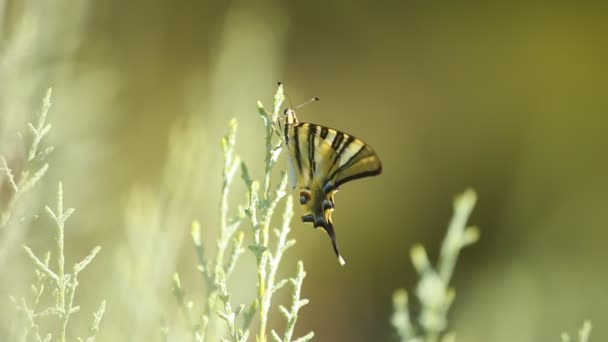 Reus Papilionidae vlinder over groene blured achtergrond — Stockvideo