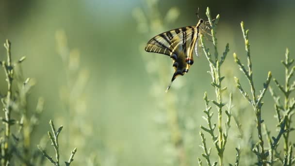 Гігантські Swallowtail метелик над зеленим blured фон — стокове відео