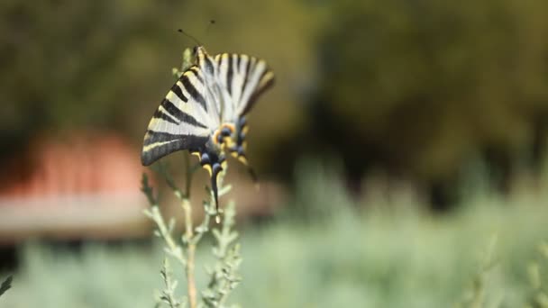 Reus Papilionidae vlinder over groene blured achtergrond — Stockvideo