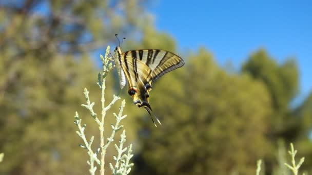Reus Papilionidae vlinder over groene blured achtergrond — Stockvideo