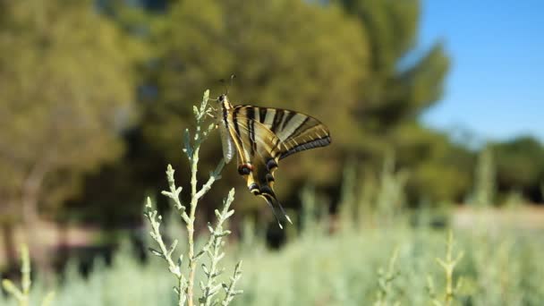 Giant Swallowtail Butterfly sobre fondo borroso verde — Vídeos de Stock