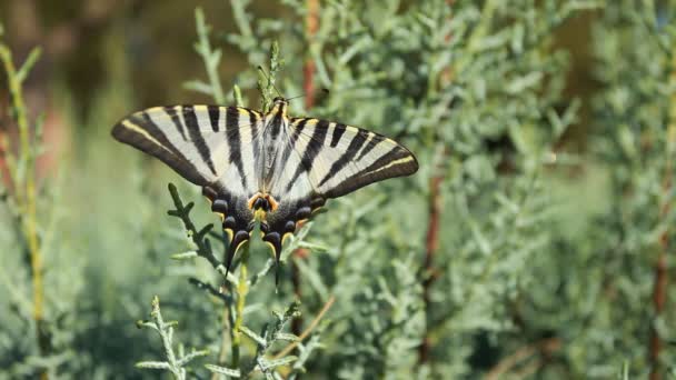 Гігантські Swallowtail метелик над зеленим blured фон — стокове відео