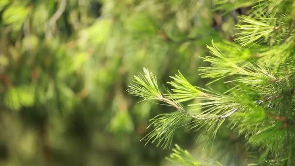 Πόνος πράσινο δέντρο που αφήνει στον αέρα πέρα από θολή υπόβαθρο. — Αρχείο Βίντεο