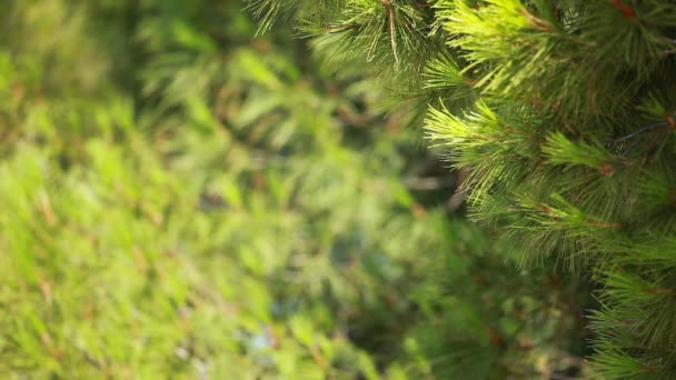 Πόνος πράσινο δέντρο που αφήνει στον αέρα πέρα από θολή υπόβαθρο. — Αρχείο Βίντεο