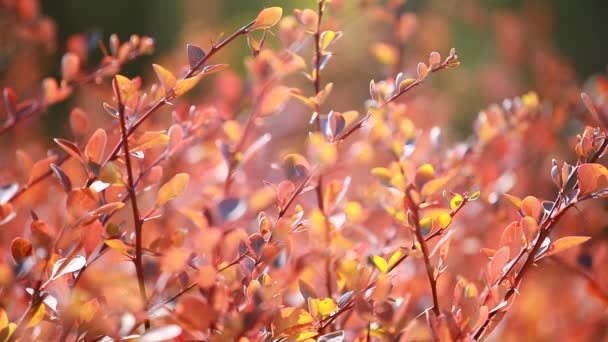 Beautiful brown leaves and bright sun over blurred background — Stock Video