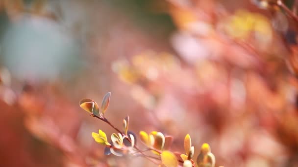 Belle foglie marroni e sole luminoso su sfondo sfocato — Video Stock