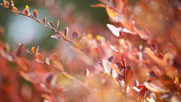 Gyönyörű barna levelek és a fényes nap, mint elmosódott háttér — Stock videók