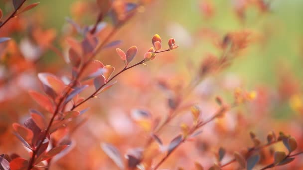 Belle foglie marroni e sole luminoso su sfondo sfocato — Video Stock