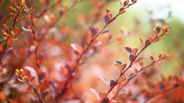 Belle foglie marroni e sole luminoso su sfondo sfocato — Video Stock