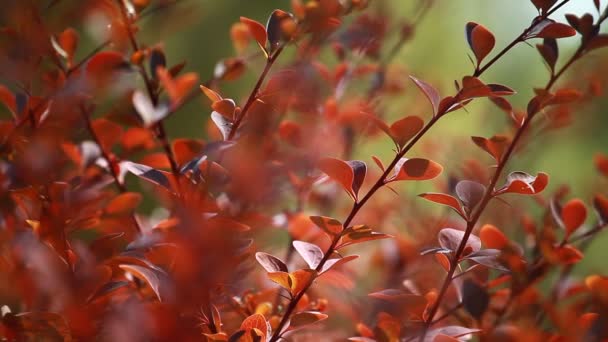 Belle foglie marroni e sole luminoso su sfondo sfocato — Video Stock