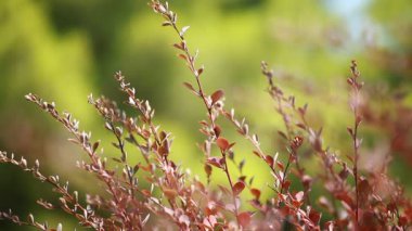 güzel kahverengi yapraklar ve parlak güneşin üzerinde arka plan bulanık