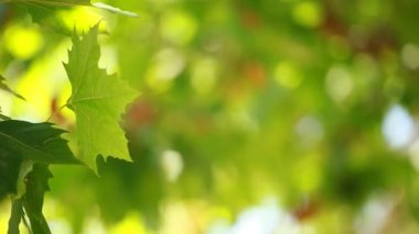 güzel yeşil yaprakları ve parlak güneşin üzerinde arka plan bulanık