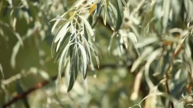 zeytin ağacı üzerinde arka plan bulanık Konfit zeytin ile