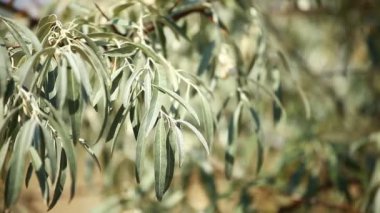zeytin ağacı üzerinde arka plan bulanık Konfit zeytin ile