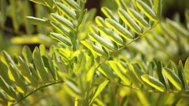 güzel yeşil yaprakları ve parlak güneşin üzerinde arka plan bulanık