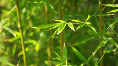 Bambu ormanı arka plan
