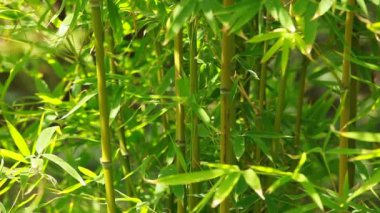 Bambu ormanı arka plan