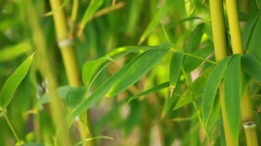Bambu ormanı arka plan