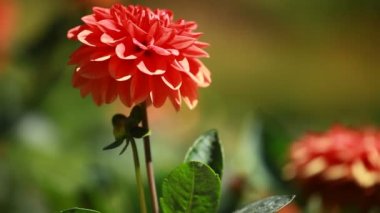 sabah ışığı kırmızı yıldız çiçeği çiçek yeşil bahçe