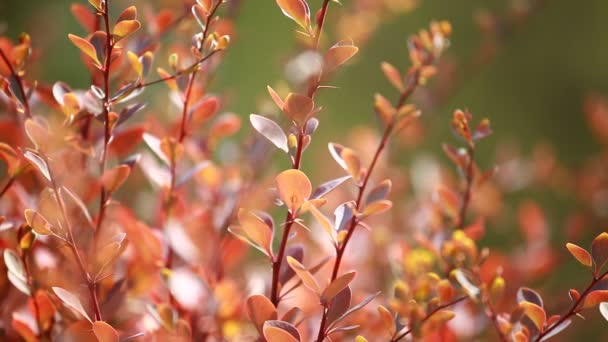 Beautiful brown leaves and bright sun over blurred background — Stock Video