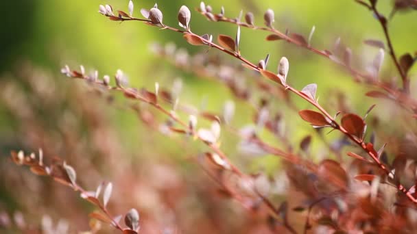 Beautiful brown leaves and bright sun over blurred background — Stock Video