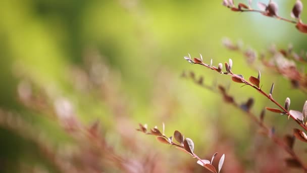 Belle foglie marroni e sole luminoso su sfondo sfocato — Video Stock