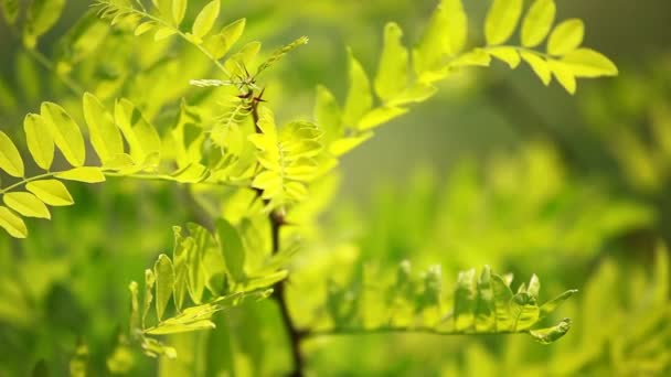 Πράσινα φύλλα που αιωρούνται στον αέρα. — Αρχείο Βίντεο