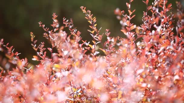 Schöne braune Blätter und helle Sonne vor verschwommenem Hintergrund — Stockvideo