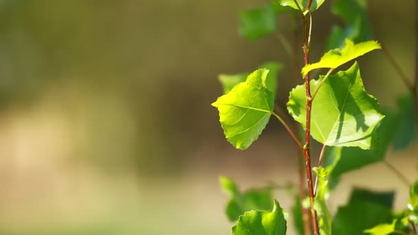 Groene bladeren swingend in de wind. — Stockvideo