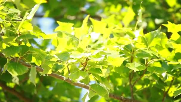 Gröna blad svänga i vinden. — Stockvideo