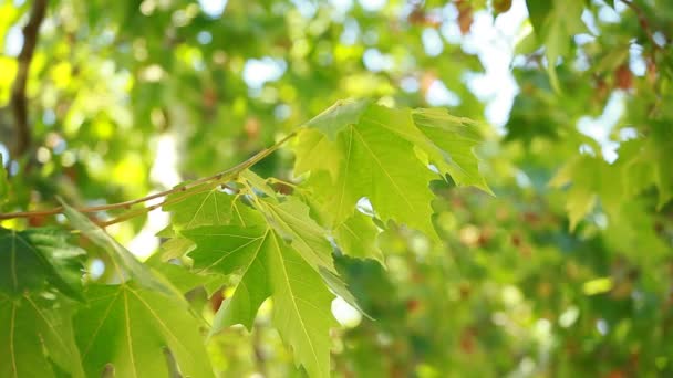 Belles feuilles vertes et soleil brillant sur fond flou — Video