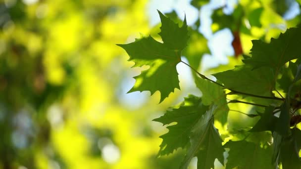 Schöne grüne Blätter und helle Sonne vor verschwommenem Hintergrund — Stockvideo