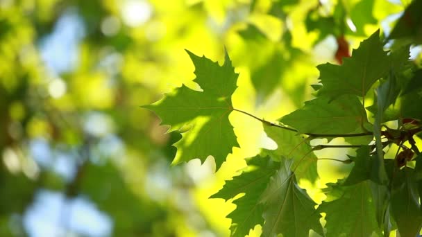 Όμορφα πράσινα φύλλα και λαμπερό ήλιο πέρα από θολή υπόβαθρο — Αρχείο Βίντεο