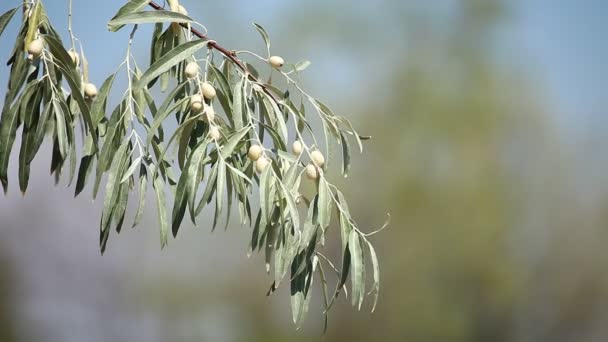 Olivier aux olives mûres sur fond flou — Video