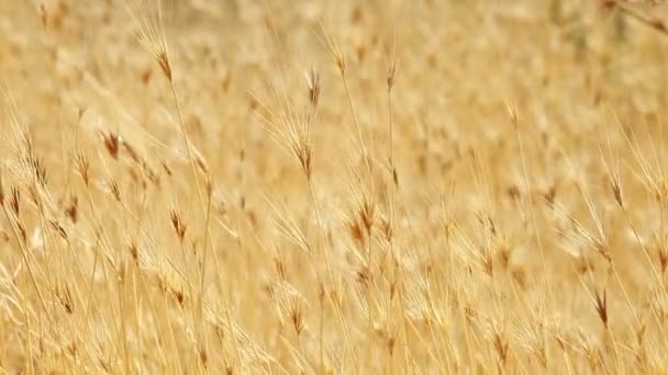 Geel graan dat klaar is om te oogsten op een akkerland — Stockvideo