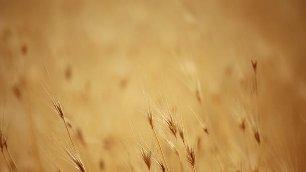 Grão amarelo pronto para a colheita crescendo em um campo de fazenda — Vídeo de Stock