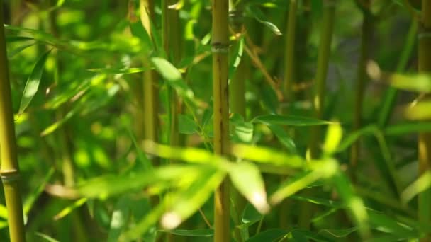 Bamboo forest background — Stock Video