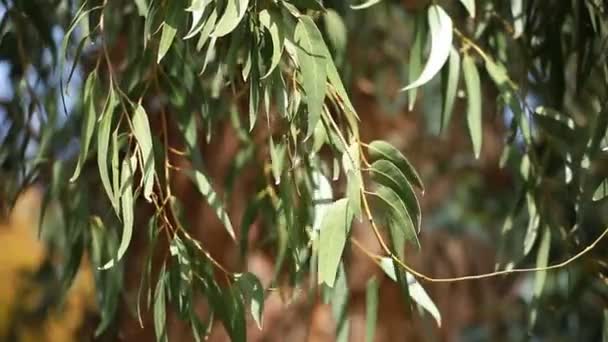 Feuilles d'eucalyptus sur fond d'arbre flou — Video