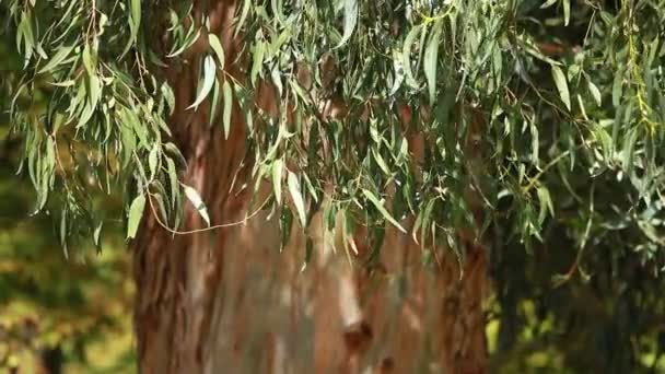 Feuilles d'eucalyptus sur fond d'arbre flou — Video