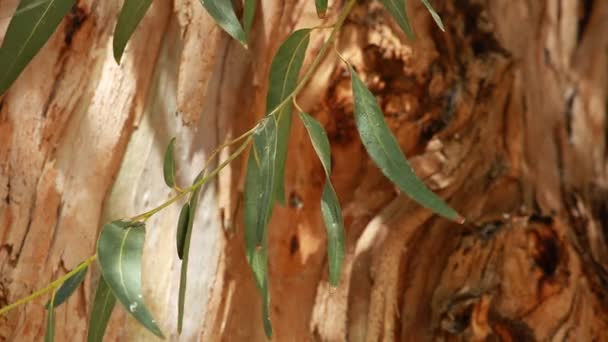 Eucalyptus blad över blured träd bakgrund — Stockvideo