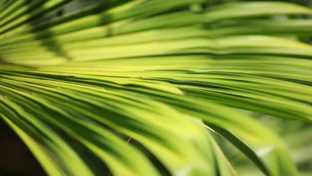 Groen en heldere palm bladeren in de wind over onscherpe achtergrond — Stockvideo