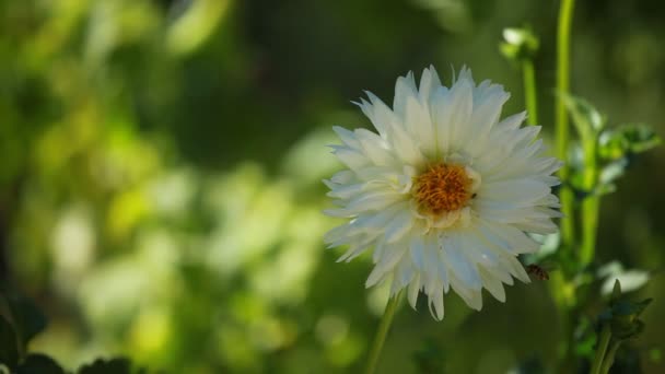 Dahlia blomma på morgonen ljus i grönskande trädgård — Stockvideo