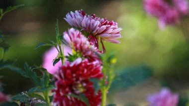 yeşil bahçe gün ışığına, Dahlia çiçeği