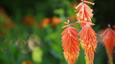 Mevsimlik arka plan üzerinde kırmızı sıcak Poker (Kniphofia uvaria)